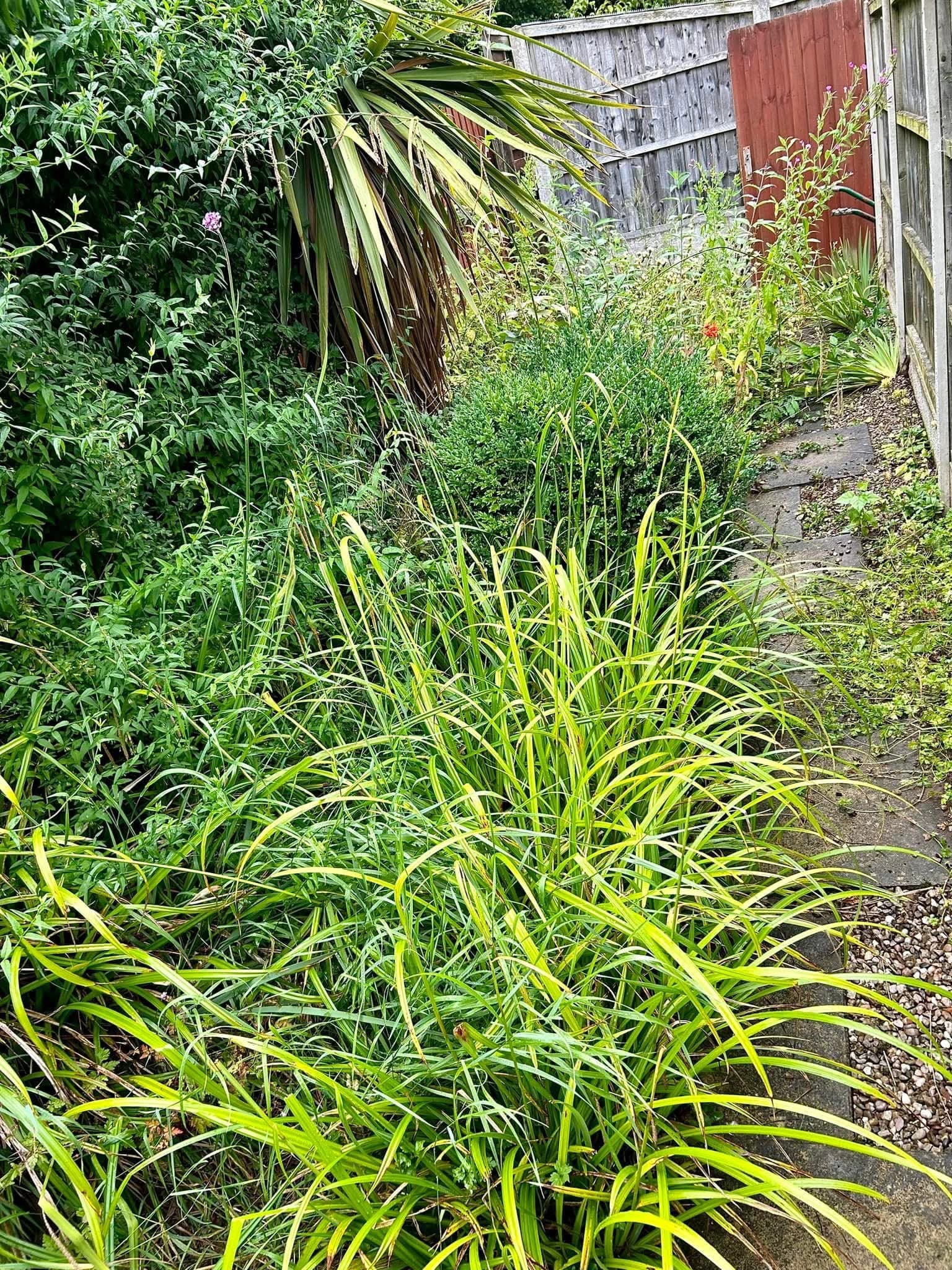 Garden Clearance Transformation #3 - Before