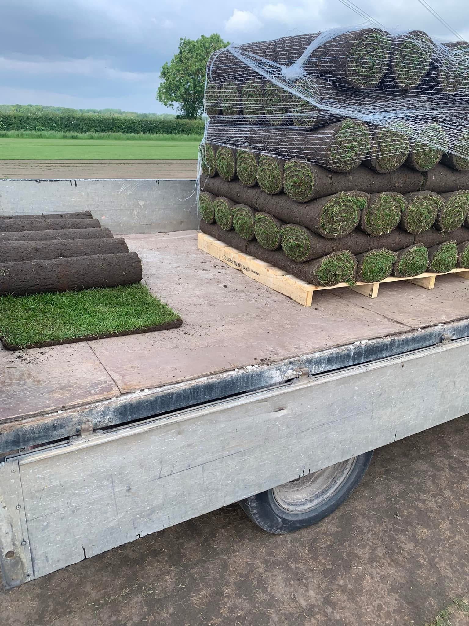 Fresh Turf Transformation #3 - Before